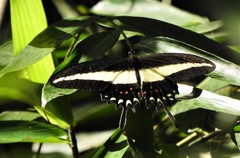 Heraclides hectorides