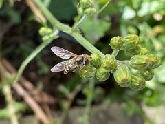Austroscaeva occidentalis