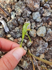 Pterostylis tasmanica
