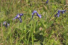 Clematis integrifolia