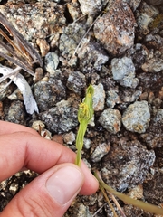 Pterostylis tasmanica