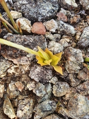 Pterostylis tasmanica