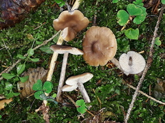 Myochromella boudieri