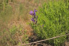 Dracocephalum austriacum