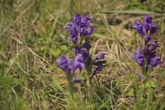 Dracocephalum austriacum