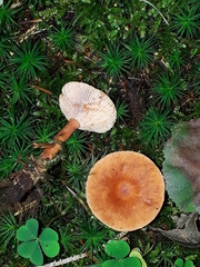 Lactarius tabidus