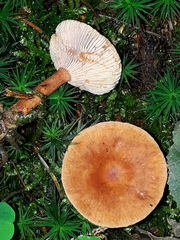 Lactarius tabidus