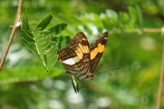 Adelpha heraclea