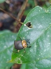 Canthon triangularis