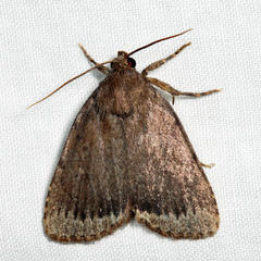 Amphipyra glabella