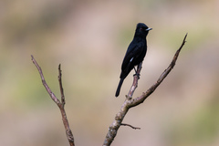 Knipolegus nigerrimus