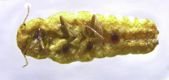 Coccoidea