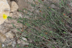 Fumana procumbens