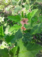 Sphaeralcea cordobensis