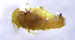 Coccoidea