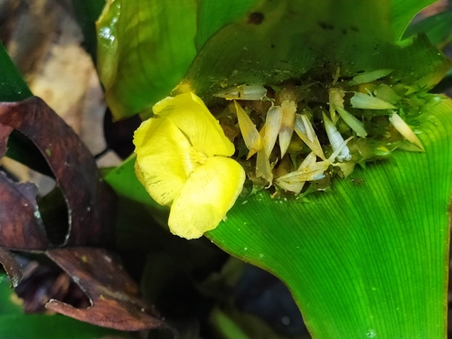 Rapatea paludosa (Rapatea paludosa)