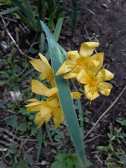 Sisyrinchium palmifolium