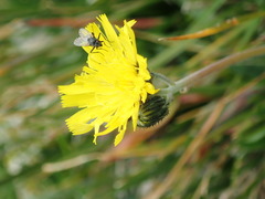 Pilosella lactucella