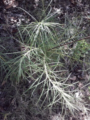 Vernonanthura nudiflora