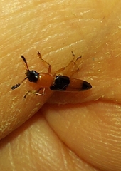 Languria trifasciata