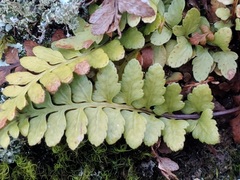 Asplenium bradleyi