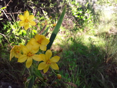 Sisyrinchium palmifolium