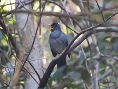 Turdus nigriceps