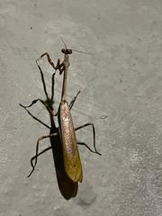 Pseudovates cingulata