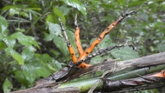 Chamaedorea seifrizii