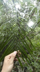 Chamaedorea seifrizii