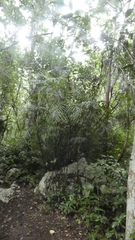 Chamaedorea seifrizii