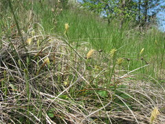 Carex michelii