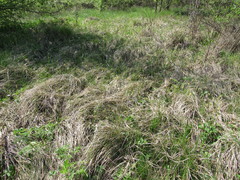 Carex michelii