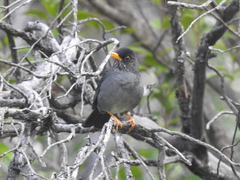 Turdus nigriceps