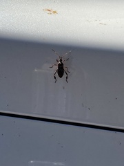 Leptoglossus clypealis