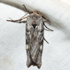 Lithomoia germana
