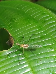 Zelus annulosus