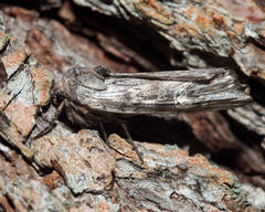 Lithomoia germana