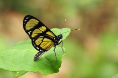 Methona themisto
