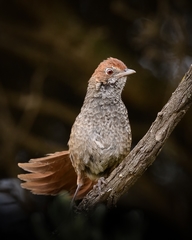 Dasyornis broadbenti