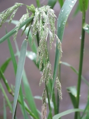 Polypogon elongatus