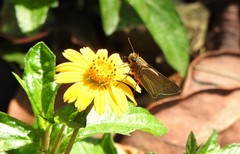Hesperiinae