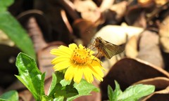 Hesperiinae