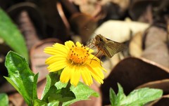 Hesperiinae