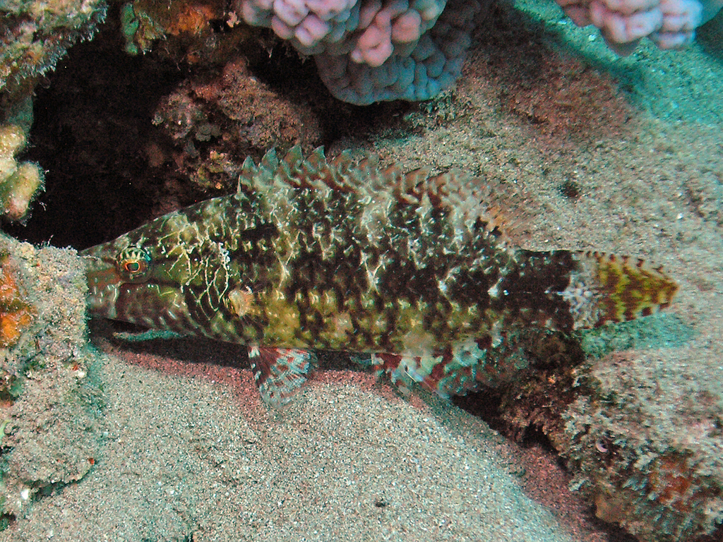 Mental Wrasse