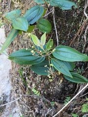 Miconia madrensis