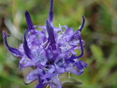 Phyteuma globulariifolium