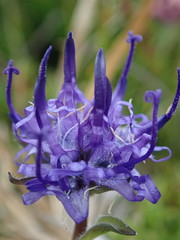 Phyteuma globulariifolium