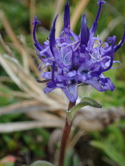 Phyteuma globulariifolium