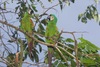 Chestnut-fronted Macaw - Photo (c) Tom Horton, some rights reserved (CC BY-NC), uploaded by Tom Horton